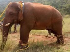குட்டையை மூடியாச்சு.. கரும்பு தோட்டம், வயல்.. மக்கள் போராட்டம்.. இடமின்றி தவிக்கும் சின்னத்தம்பி 