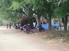 சின்னத்தம்பியின் டென்ட்டை காலி செய்த வனத்துறை.. குட்டிப்பையன் இனி என்ன செய்வானோ.. மக்கள் கவலை 