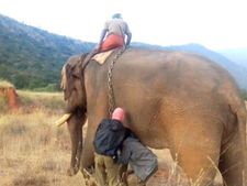 வாடா மாரியப்பா.. எப்படி இருக்கே?..  பிடிக்க வந்த கும்கியிடம் கொஞ்சிக் குலாவிய சின்னத்தம்பி!!!