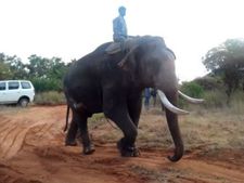  அமராவதிக்குள் சென்ற சின்னத்தம்பி.. யானையை காண குவியும் மக்கள்.. 2 கும்கி வரவழைப்பு! 