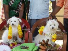 பாரத் மாதா கி ஜெய் .. நாயைப் பிடிச்சு கல்யாணம் செஞ்சு வச்சு.. நாகர்கோவிலில் ஒரு அக்கப் போர்! 