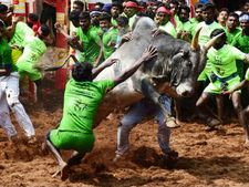 ஜல்லிக்கட்டு போட்டி.. புதிய கட்டுப்பாடு விதித்தது ஹைகோர்ட் மதுரை கிளை 
