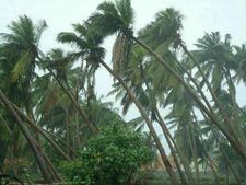 ஃபனி புயல் வருவதற்கு முன்பே சூறைக்காற்று.. நெல்லை, விருதுநகரில் கனமழை.. மரங்கள் விழுந்தது! 