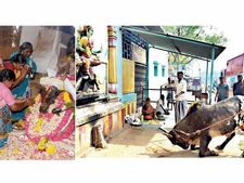  காளியம்மனிடம் சேர்ந்துவிட்ட களம்பல கண்ட ’காளி’.. கண்ணீர்வடிக்கும் திண்டுக்கல்வாசிகள்!