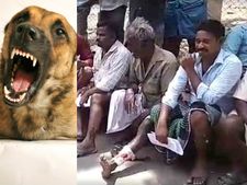 அந்த வெறி பிடிச்ச நாயை பிடிக்க போறீங்களா இல்லையா?.. அலறும் சேலம்.. 50 பேர் காயம் 