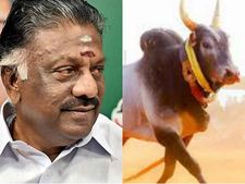 என்னால மாடு பிடிக்க முடியாது.. அதனால அப்படி என்னை சொல்லாதீங்கப்பா.. ஓபிஎஸ் கலகல பேச்சு! 