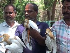 புதுவை அருகே விற்பனைக்கு வைக்கப்பட்டிருந்த கொக்குகள், பச்சை கிளிகள் மீட்பு.. வனத்துறை நடவடிக்கை