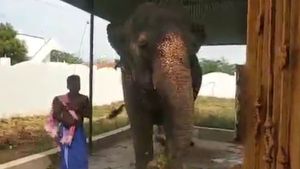மதுரை மீனாட்சி கோயிலுக்காக வந்த 'மலச்சி' பிச்சை எடுத்த பரிதாபம்.. இப்ப வனத்துறை கட்டுப்பாட்டில்!