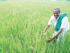 திருத்துறைப்பூண்டியில் துவங்கியது தேசிய நெல் திருவிழா.. திரளான விவசாயிகள் ஆர்வமுடன் பங்கேற்பு 