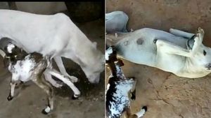 ம்மா.. இதை நாய்னு சொல்ல மனசே வரலை.. தாய்மையின் உச்சம் இது! 