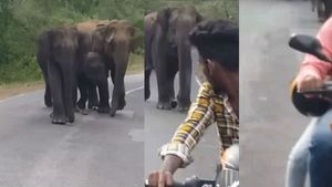  Viral Video: ஜஸ்ட் மிஸ்.. அதுங்க பாட்டுக்குத்தானே நின்னுச்சு.. மயிரிழையில் உயிர் தப்பிய இளைஞர்கள்!