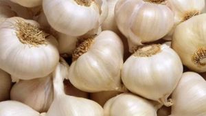 ஆயிரம் ஆண்டுகள் பழமையான கொடைக்கானல் மலைப்பூண்டிற்கு புவிசார் குறியீடு.. விவசாயிகள் மகிழ்ச்சி 