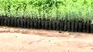 பருவ மழையை வரவேற்க தடபுடலாக தயாராகும் திருச்சி.. 1 லட்சம் மரக்கன்றுகளை நட சபாஷ் திட்டம்! 