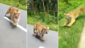 திகில் கிளப்பும் வீடியோ.. விரைந்து சென்ற பைக்.. விரட்டி சென்று பாய்ந்த புலி! 