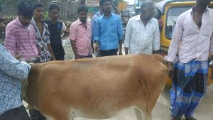உடம்பெல்லாம் கத்தி குத்து.. ரத்தம் வழிந்து நின்ற 3 பசு மாடுகள்.. ஆம்பூரில் பரபரப்பு! 
