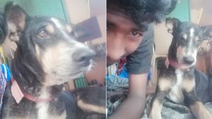 எஜமானர்களைத் தாக்கிய முகமூடிக் கும்பல்.. கடுமையாக போராடி காப்பாற்றி விட்டு.. உயிரை விட்ட நாய்!