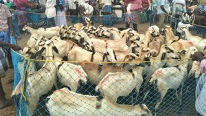 வருது வருது பக்ரீத்.. களை கட்டியது ஆட்டு சந்தை.. திருச்சி சமயபுரத்தில் செம சேல்ஸ்! 
