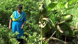 நட்ட 2 மாதத்தில் கொத்து கொத்தாக கொய்யா காய்கள்.. வியக்க வைக்கும் புதுவை லட்சுமி!