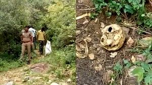 ஸ்ரீவில்லிபுத்தூர் சதுரகிரி வனப்பகுதிக்குள் சாமியார் எலும்புக்கூடு கண்டெடுப்பு