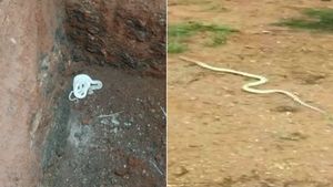 நல்லா கண்ணை கசக்கிட்டுப் பாருங்க.. இது 'நாகினி' இல்ல.. நிஜமாவே வெள்ளை நாகப்பாம்பு.. வைரலாகும் போட்டோ