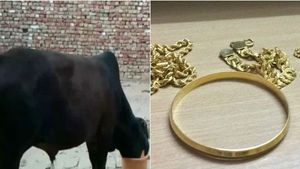 காய்கறி கழிவோடு தங்க நகையை சாப்பிட்ட மாடு.. சாணிக்காக ஆவலுடன் காத்திருக்கும் குடும்பம்! 