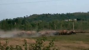 மூதாட்டியை கொன்ற காட்டு யானை கூட்டம்..  15 மணி போராடி வனத்துக்குள் விரட்டியடிப்பு! 