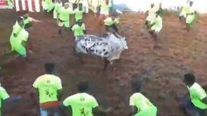 அலங்காநல்லூர் ஜல்லிக்கட்டு: மாடு முட்டி உரிமையாளர் உயிரிழப்பு; பார்வையாளர் மயங்கி விழுந்து மரணம் 