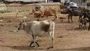 கொரோனா பீதி.. வெறிச்சோடிய மணப்பாறை மாட்டுச்சந்தை  பல கோடி ரூபாய் வர்த்தகம் பாதிப்பு 