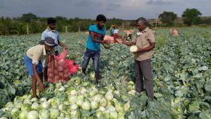 விவசாயிகளின் உழைப்பைச் சுரண்டும் வியாபாரிகள்... தோட்டம் டூ மார்க்கெட்... இவ்வளவு விலையா? 