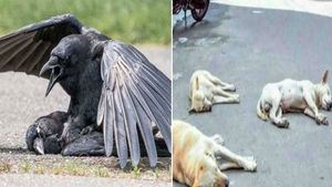 பூம்புகாரில் ஒரே நாளில் 50 காகங்கள் 3 நாய்கள் உயிரிழப்பு... காரணம் புரியாமல் மக்கள் தவிப்பு 