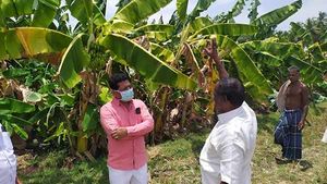  கனமழையால் சரிந்து விழுந்த வாழைமரங்கள்.. நிவாரணத்திற்கு திருப்பரங்குன்றம் எம்எல்ஏ ஏற்பாடு