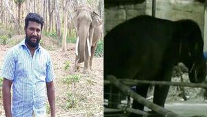 அலறகூட முடியலை.. காளியை மாறி மாறி சுவற்றில் அடித்தே கொன்ற யானை தெய்வானை.. திருப்பரங்குன்றம் ஆக்ரோஷம்