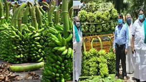 விலை கிடைக்காத வாழைத்தார்கள்... இலவசமாக கொடுத்து நெகிழ வைத்த விவசாயிகள்.. 