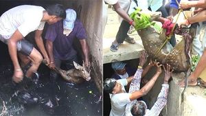சாக்கடையில் விழுந்த புள்ளிமான்.. 2 மணி நேர போராட்டம்.. சிகிச்சைக்குப் பின் துள்ளி ஓடியது! 