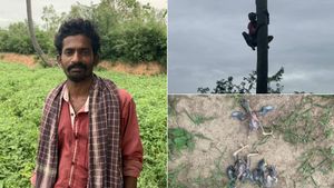 50 அடி உயரத்தில் இருந்து கீழே விழுந்த மைனா குஞ்சுகள்... பனைமரம் ஏறி கூட்டில் வைத்த இளைஞர் 