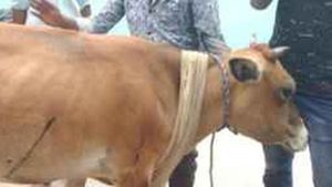 காட்டுப்பன்றிக்கு வைத்த வெடிகுண்டு...தீவனத்தை சாப்பிட்ட பசு வாயில் வெடித்து உயிரிழப்பு!! 