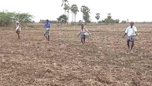  நாகை கடைமடை பகுதியில் காவிரி நீர்.. நேரடி நெல் விதைப்பு- விவசாய பணிகள் கனஜோர்