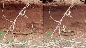 அடடே திண்டுக்கல் பக்கம்.. யாருன்னு பாருங்க..  பின்னி பிணைந்து.. வைரலாகும் வீடியோ 