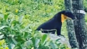 கருப்பாக.. விசித்திரமாக இருந்தது.. கருஞ்சிறுத்தையும் கிடையாது.. நீலகிரியில் வலம் வந்த வினோத விலங்கு!