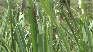 உசிலம்பட்டியில் சூப்பர் .. வலை வீசி வெட்டுக்கிளியைப் பிடிக்கும் வேளாண் அதிகாரிகள்.. செம கலகல! 