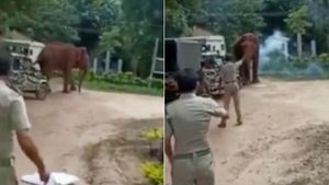 உதவாத தமிழக, கேரள வனத்துறை.. நாக்கு சிதறி, மேல் தாடையில் காயமடைந்து வலியுடன் சுற்றும் மக்னா யானை 