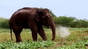 நாக்கு துண்டாகி.. தாடையில் காயமடைந்து.. ஒரு மாதமாக வலியுடன் போராடிய மக்னா யானை உயிரிழப்பு 