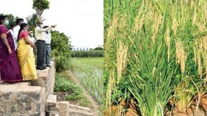 மூட்டைக்கு ரூ.3,000 வரை விலை... சீரகசம்பா நெல் சாகுபடியில் அசத்தும் திருச்சி பெண் விவசாயி..! 