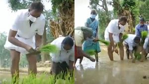 வேட்டியை மடிச்சு கட்டி வயலில் நாற்று நட்ட அமைச்சர் எஸ்.பி வேலுமணி... இது வேற லெவல் அரசியல் 