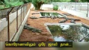 திருப்பூர்: கொரோனாவிலும் ஒரே ஜாலி தான்.. உல்லாசமாக உலா வரும் முதலைகள் 