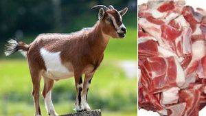 கறி சோறு இல்லாத தீபாவளியா? ஐந்து மணி நேரத்தில் ரூ. 5 கோடிக்கு விற்ற ஆடுகள் 