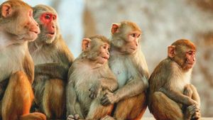 ஹைதராபாத் அருகே 30 குரங்குகள் பலி.. விஷம் வைத்து கொலையா என விசாரணை 