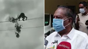 மின்கம்பியில் தொங்கிய மரக்கிளை... உயிரை பணயம் வைத்து அகற்றிய ஊழியர் - பாராட்டிய நாராயணசாமி 