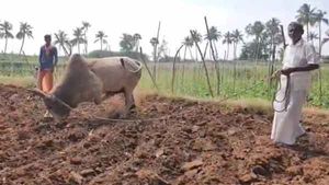 நீச்சல்.. மண் குத்துதல்.. பலே பயிற்சிகளில் காளைகள்.. ஜல்லிக்கட்டுக்கு ரெடியாகும் தமிழகம் 