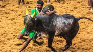 மதுரை பாலமேட்டில் உற்சாகமாக ஜல்லிக்கட்டு- சீறிபாயும் 783 காளைகள்.. மாடுபிடி வீரர்கள் சாகசம் 